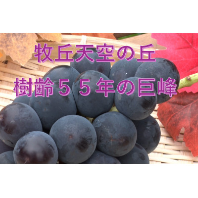 【2026年先行受付】2026年10月上旬発送「牧丘天空の丘キング巨峰」 約1kg(2～3房)【配送不可地域：離島・沖縄県】