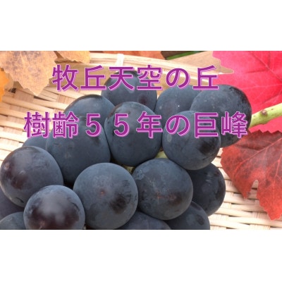 【2026年先行受付】2026年10月中旬発送「幻の牧丘天空の丘キング巨峰」 約1kg(2～3房)【配送不可地域：離島・北海道・沖縄県・中国・四国・九州】