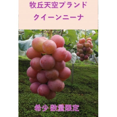 【2026年先行受付】2026年9月中旬発送「牧丘天空クイーンニーナ」約1kg(2～3房)【配送不可地域：離島・沖縄県】
