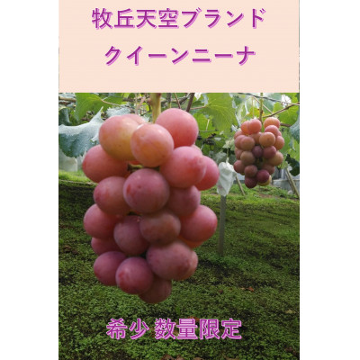 【2026年先行受付】2026年9月下旬発送「牧丘天空クイーンニーナ」 約1kg(2～3房)【配送不可地域：離島・沖縄県】