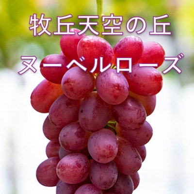 【2026年先行受付】2026年10月中旬発送「牧丘天空の丘ヌーベルローズ」 約1kg(2～3房)【配送不可地域：離島・沖縄県】