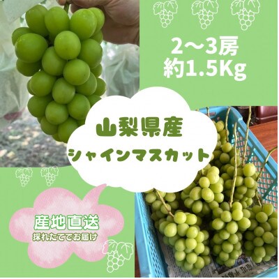【2026年先行予約】シャインマスカット2~3房(約1.5kg)【配送不可地域：離島】