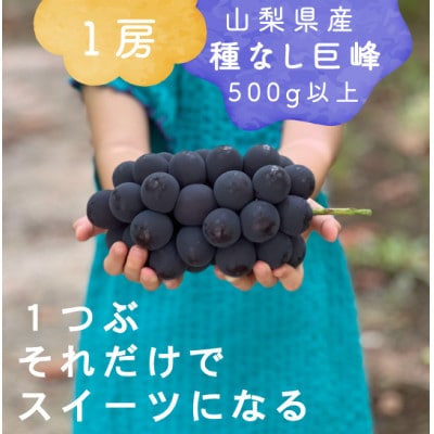 【2026年発送分先行受付】巨峰ぶどう(種なし) 1房500グラム以上 産地直送 山梨県山梨市牧丘産【配送不可地域：離島・沖縄県】