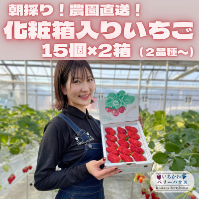 【2026年配送】朝採り!農園直送!化粧箱入りいちご15個入り×2箱(2品種～)【配送不可地域：離島・沖縄県】