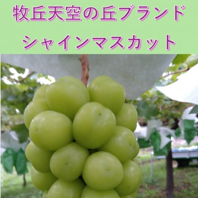 【2026年先行受付】11月発送「牧丘天空初霜シャインマスカット」約1kg(2～3房)【配送不可地域：離島】
