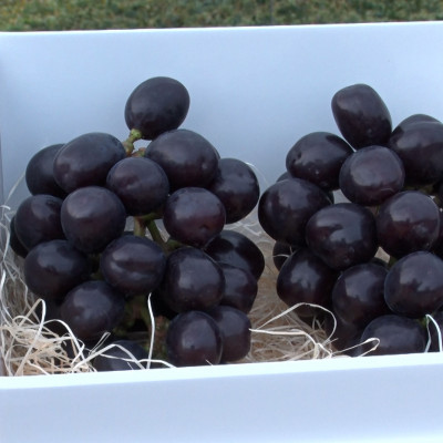 【2026年先行受付】10月上旬発送「牧丘天空マスカットノワール」約1kg(2～3房)【配送不可地域：離島】