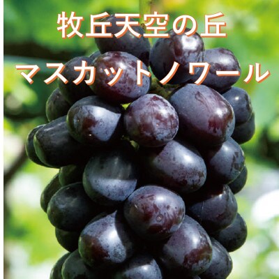 【2026年先行受付】10月下旬より発送「牧丘天空の丘マスカットノワール」約1kg(2～3房)【配送不可地域：離島】