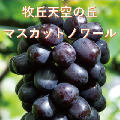 【2026年先行受付】10月中旬発送「牧丘天空の丘マスカットノワール」約1kg(2～3房)【配送不可地域：離島】