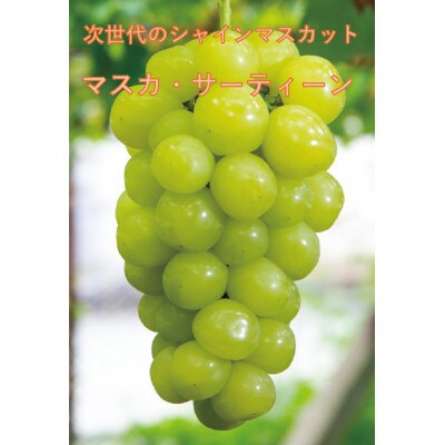 【2026年先行受付】10月中旬より発送「牧丘天空マスカ・サーティーン」約1kg(2～3房)【配送不可地域：離島】