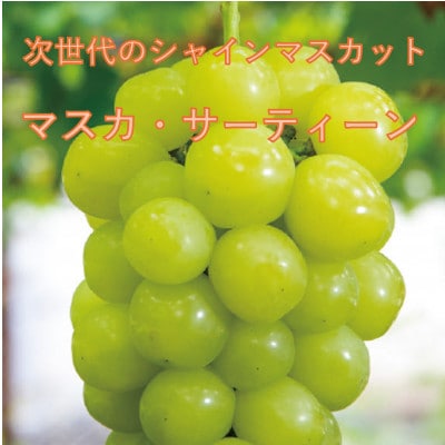 【2026年先行受付】10月下旬より発送「牧丘天空の丘マスカ・サーティーン」約1kg(2～3房)【配送不可地域：離島】