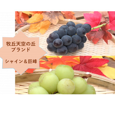 【2026年先行受付】牧丘天空の丘ブランド「シャインマスカット+キング巨峰」約1kg【配送不可地域：離島】