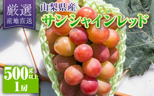 【2026年発送】サンシャインレッド1房(500g以上)【配送不可地域：離島】