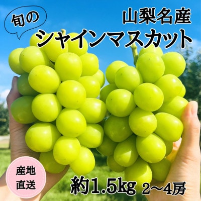 ◆2026年発送◆産地直送 山梨名産!旬のシャインマスカット 2～4房(約1.5kg)【配送不可地域：離島】