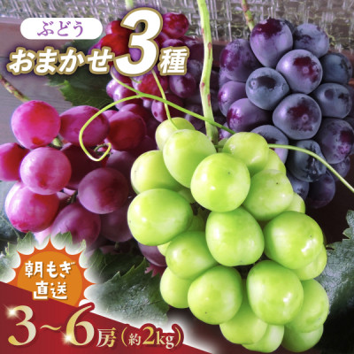 2026年発送 先行受付 朝もぎ直送!!過保護に育った葡萄ぶどう『おまかせ3種』3～6房(約2kg)【配送不可地域：離島】