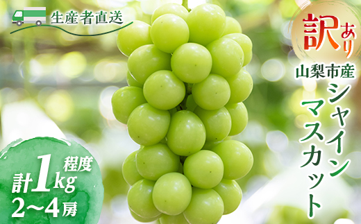【2026年先行受付】訳あり!生産者直送シャインマスカット 計1kg【味には妥協なし!】【配送不可地域：離島】