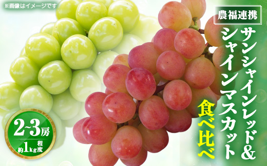 【2026年発送】サンシャインレッド＆シャインマスカット 贅沢2色食べ比べ 計1kg 【農福連携】【配送不可地域：離島】