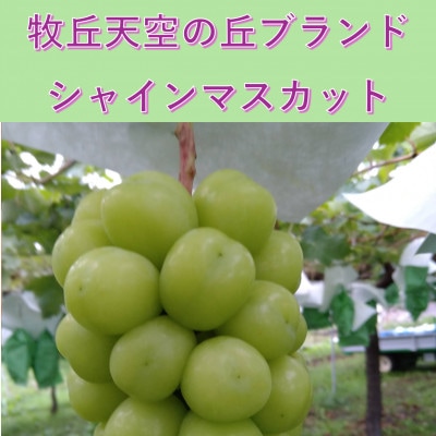 【2026年先行予約】2026年10月中旬発送「牧丘天空の丘シャインマスカット」約1kg(2～3房)【配送不可地域：離島】