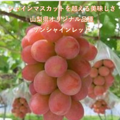 【2026年先行受付】牧丘天空ブランド山梨オリジナル品種サンシャインレッド【配送不可地域：離島】