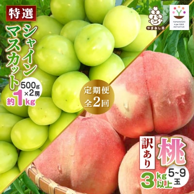 【発送月固定定期便】2025年発送/朝収穫農家直送/訳あり桃+特選シャインマスカット全2回【配送不可地域：離島】