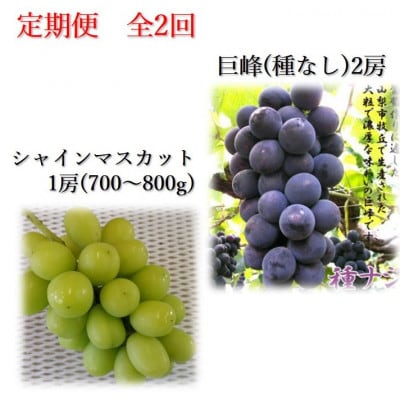 【発送月固定定期便】2026年発送  種無し巨峰　シャインマスカット全2回【配送不可地域：離島】