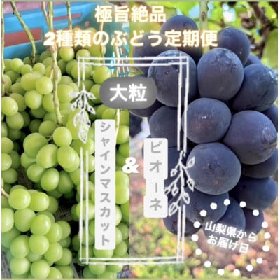 【発送月固定定期便】旬のピオーネ+シャインマスカット2～3房(約1.5kg)全2回【配送不可地域：離島】