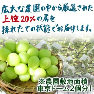 ふるさと納税】【農林水産大臣賞受賞】山梨県産シャインマスカット 2房 1kg以上 ※2024年9月から発送: 大月市ANAのふるさと納税