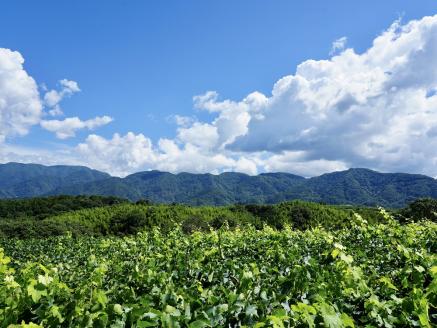 【山梨ワイン】蔵元直送「OLIFANT甲州シュール・リー750ml×2本セット」