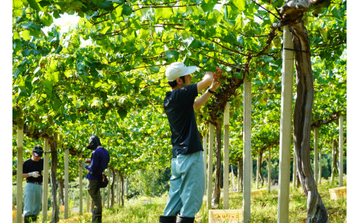 【山梨ワイン】蔵元直送「OLIFANT甲州瓶内二次発酵スパークリング750ml×2本セット」