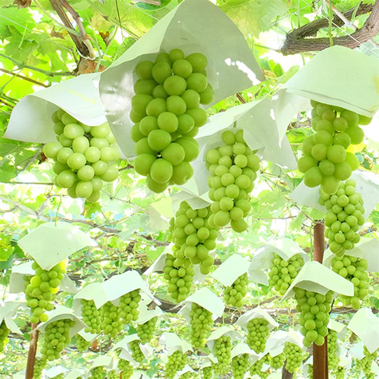 【2026年収穫分先行予約】果実の楽園まきぱらの特選シャインマスカット(種なし)約700g(1房)