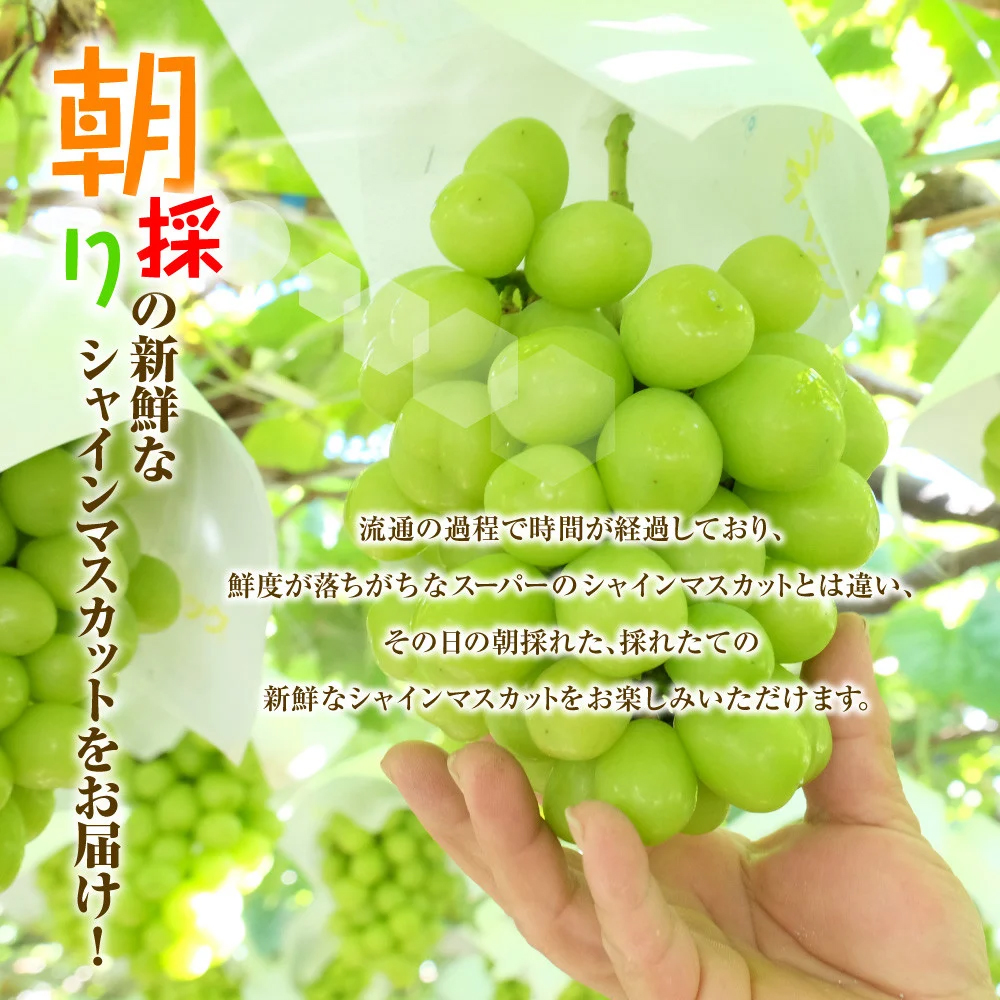 【2026年収穫分先行予約】鮮度抜群！産地直送シャインマスカット房(約1.2kg）