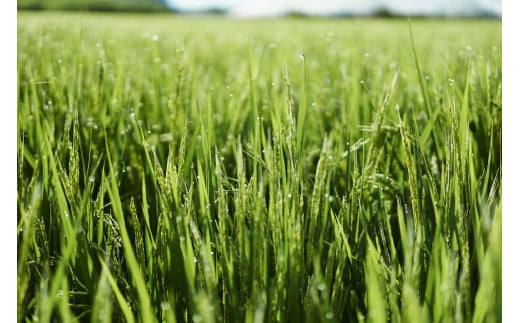 【ふるさと納税】【山梨の地酒】蔵元直送「純米大吟醸 笹一 720ml×2本セット」