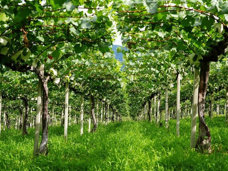 【山梨ワイン】蔵元直送「OLIFANTマスカット・ベーリーA樽熟成750ml×2本セット」