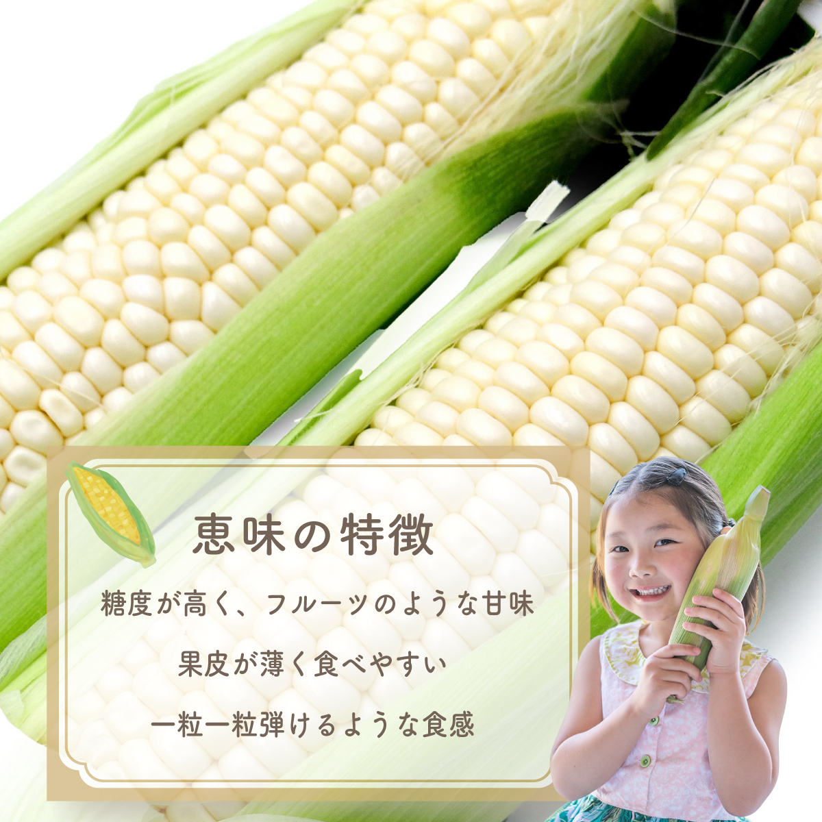 【2026年収穫分先行予約】富士山の白いトウモロコシ　5本