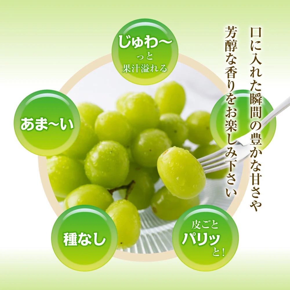 【2026年収穫分先行予約】鮮度抜群！産地直送シャインマスカット房(約1.2kg）