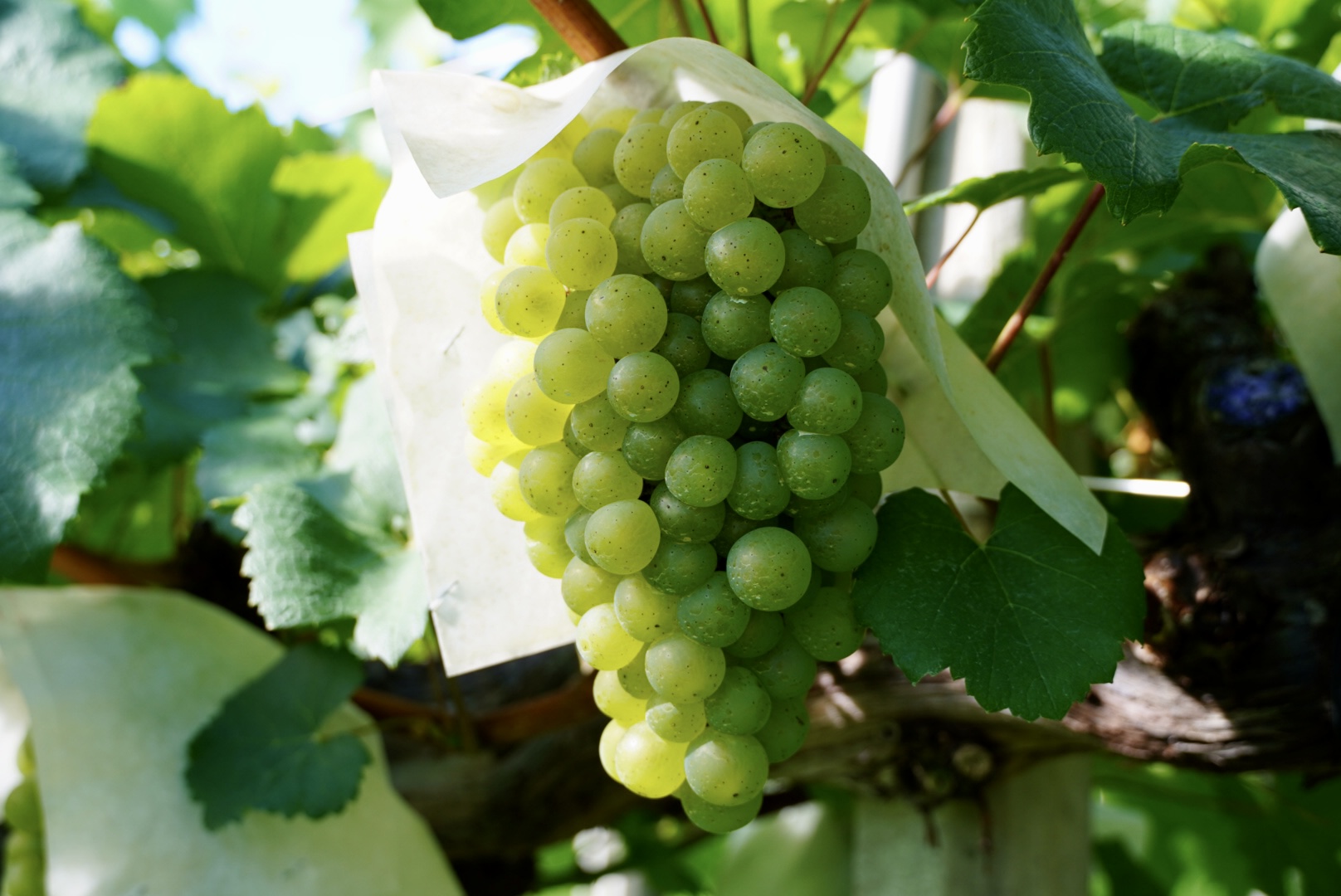 【山梨ワイン】蔵元直送「OLIFANTマスカット・ベーリーA樽熟成750ml×2本セット」