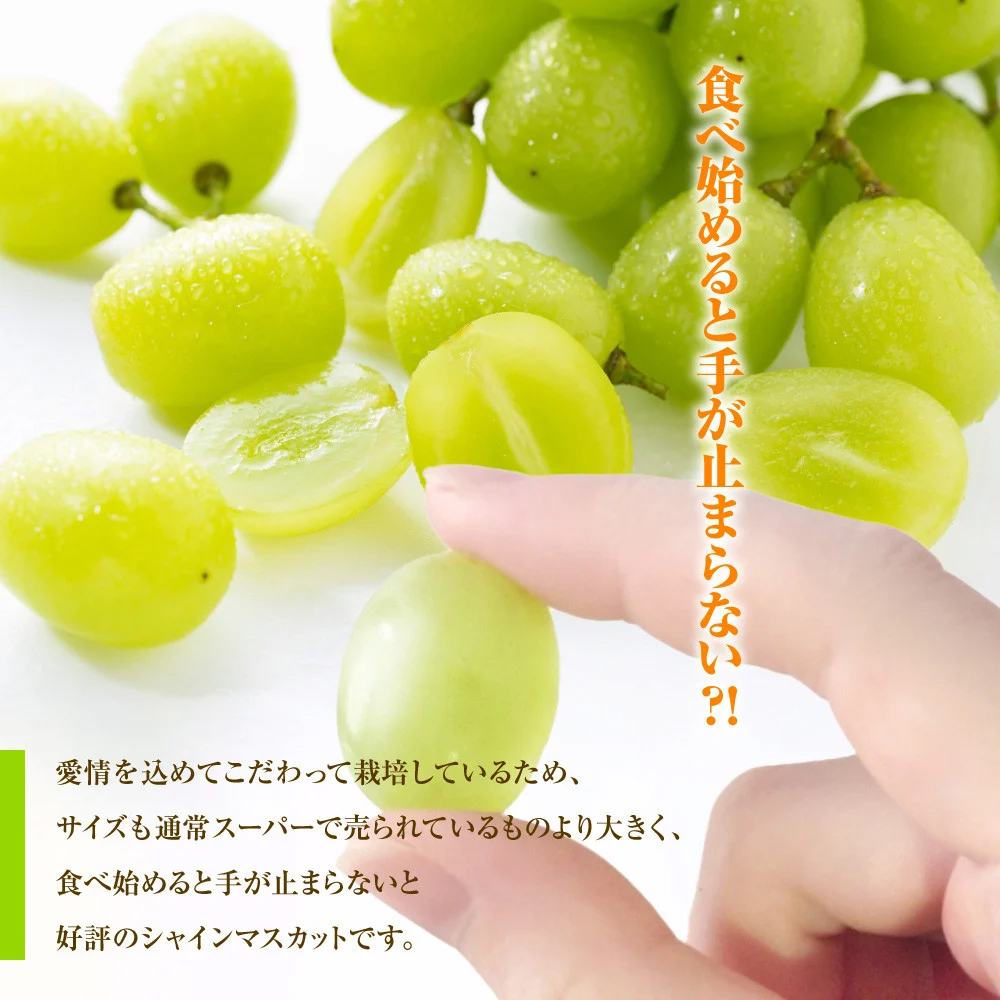 【2026年収穫分先行予約】鮮度抜群！産地直送シャインマスカット房(約1.2kg）