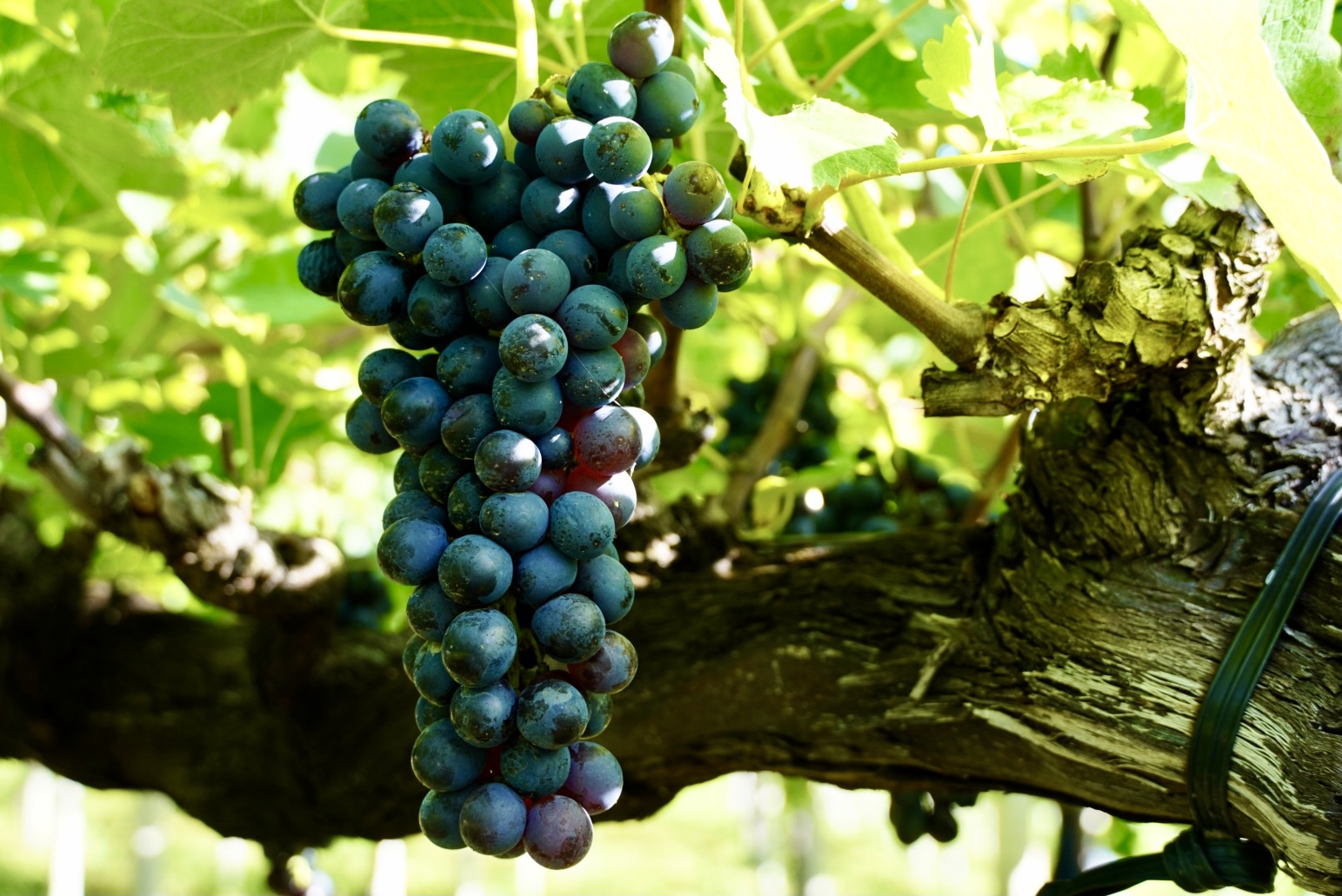 【山梨ワイン】蔵元直送「OLIFANTマスカット・ベーリーA樽熟成750ml×2本セット」