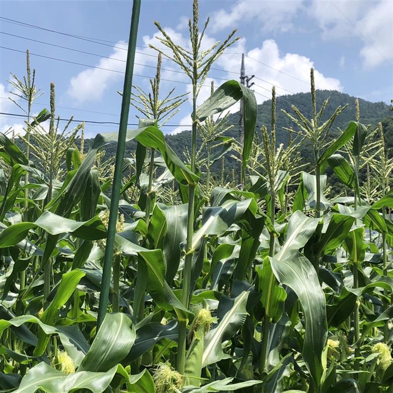 【2026年収穫分先行予約】富士山 恵味ゴールド トウモロコシ　10本