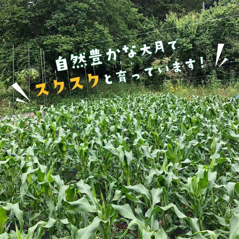 【2026年収穫分先行予約】【訳あり】富士山 恵味ゴールド トウモロコシ　10～15本