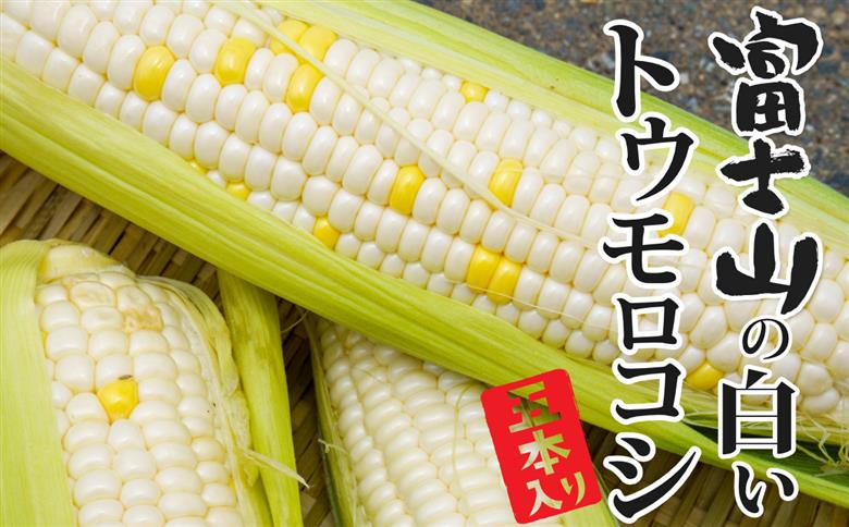 【2026年収穫分先行予約】富士山の白いトウモロコシ　5本