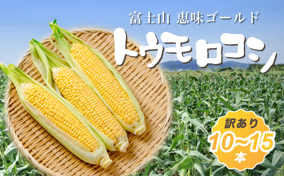【2026年収穫分先行予約】【訳あり】富士山 恵味ゴールド トウモロコシ　10～15本