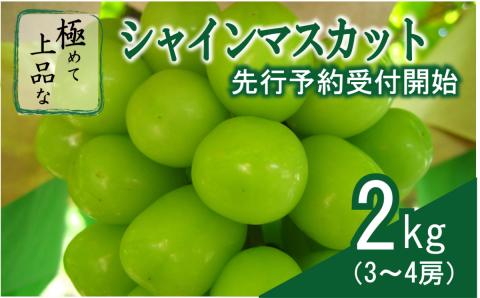 [2025収穫分先行受付]シャインマスカット 約2kg 3〜4房 極めて上品なシャインマスカット