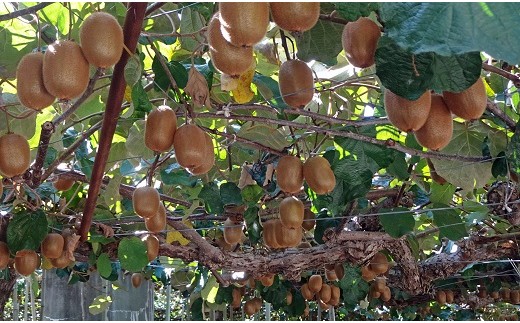 【2026年発送】 山梨県産 キウイフルーツ ヘイワード 約3.5kg [笛吹農業協同組合 山梨県 韮崎市 20742159] キウイ 3.5キロ フルーツ 果物 くだもの 食物繊維 季節限定 期間限定 数量限定 山梨