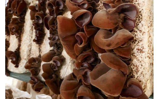 【太陽パワー】天日干し乾燥きくらげ 20g [山梨げんき農園 山梨県 韮崎市 20742269]