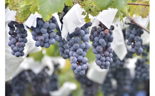 ワイン 赤 コンチネンタル マスカット・ベーリーA 750ml×12本 [サン.フーズ 山梨県 韮崎市 20743137] 赤ワイン 日本ワイン お酒 アルコール