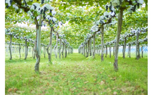 赤ワイン ルバイヤート マスカットベーリー A樽貯蔵 720ml 1本 [マツムラ酒販 山梨県 韮崎市 20744978] ワイン 赤 山梨 お酒 酒 わいん Wine