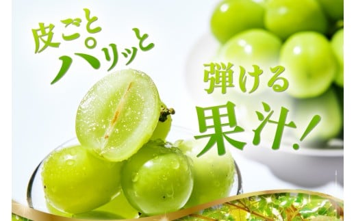 【2026年発送】先行受付 シャインマスカット 予約 約 1.2～1.3kg 2～ 3房 冷蔵発送 果物 フルーツ 山梨 ぶどう シャイン マスカット ブドウ 葡萄 種なし 厳選 旬 期間限定 季節限定 冷蔵 [斎庵 山梨県 韮崎市 20745280]