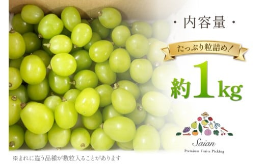 【2026年発送】シャインマスカット 訳あり家庭用 粒 にてお届け 約1kg 山梨県産 冷蔵発送 果物 フルーツ 山梨 ぶどう マスカット ブドウ 葡萄 規格外 期間限定 季節限定 冷蔵 山梨 [斎庵 山梨県 韮崎市 20745284]