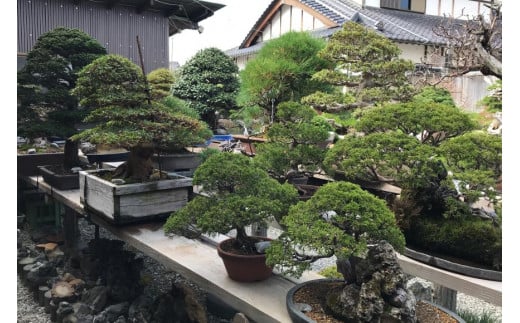 【ふるさと納税限定】 園主 「秋山実」と選ぶ 盆栽購入 チケット 60,000円分 [秋山園 山梨県 韮崎市 20740912] 盆栽 ぼんさい 限定