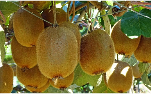 【2026年発送】 山梨県産 キウイフルーツ ヘイワード 約3.5kg [笛吹農業協同組合 山梨県 韮崎市 20742159] キウイ 3.5キロ フルーツ 果物 くだもの 食物繊維 季節限定 期間限定 数量限定 山梨